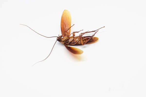Летающие тараканы фото